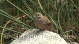 Video of Rock Bunting - Rock Bunting near to the river for water